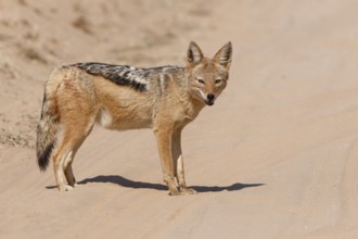 Black-backed jackal (Lupulella mesomelas), adult, standing on the sandy road, alert, Kgalagadi