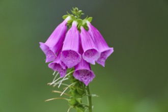 Red foxglove (Digitalis purpurea), close-up against a blurred green background, Hesse, Germany