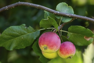 Red-yellow apples (Malus) hanging on a branch, Finland