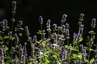 East Asian giant hyssop (Agastache rugosa), also Korean mint, Finland