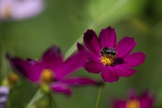 Bumblebee collects nectar on a pink jewelry basket (Cosmos bipinnatus), Finland