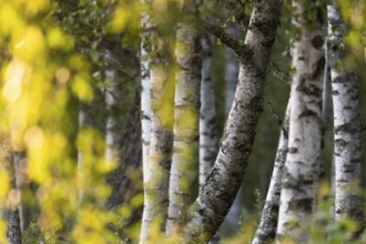 Birch stems through yellow leaves, birch (Betula), forest, Sweden