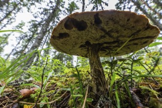 Large mushroom on moss-covered forest floor, forest near Sunne, Sweden
