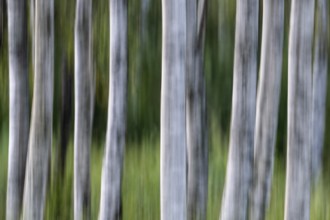 Birch trunks, white bark, birch (Betula), wiping, forest, Sweden