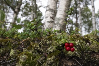 Ripe red shiny cranberries (Vaccinium vitis-idaea), mossy forest soil, birch forest, Sweden