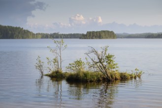 Lake surrounded by forest, near Sunne, Sweden