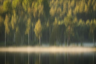 Rising fog, birch trees, lakeside, lake, forest, wipe, near Sunne, Sweden