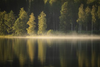Rising fog, birch trees, lakeside, lake, surrounded by forest, near Sunne, Sweden