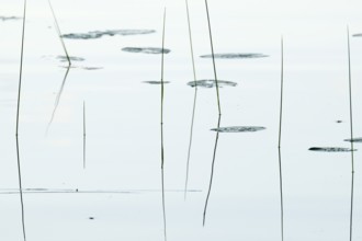 Seagrass is reflected on still water surface, lake, near Sunne, Sweden