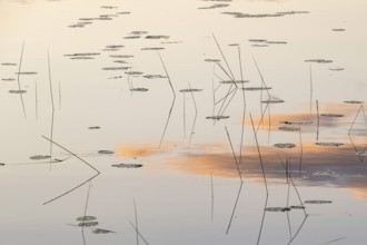 Seagrass and evening clouds are reflected on still water surface, lake, near Sunne, Sweden