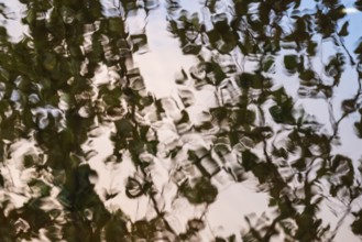 Leaves are reflected on still water surface, lake, near Sunne, Sweden