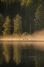 Small group of geese flying, rising fog in evening light, forest lake, near Sunne, Sweden