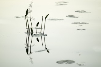 Water plant reflected on still water surface, lake, near Sunne, Sweden