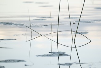 Seagrass reflected on still water surface, lake, near Sunne, Sweden