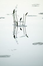 Water plant reflected on still water surface, lake, near Sunne, Sweden