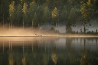 Small group of geese flying, rising fog in evening light, forest lake, near Sunne, Sweden