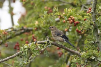 Eurasian bullfinch (Pyrrhula pyrrhula) juvenile bird in a hawthorn hedgerow with red berries in