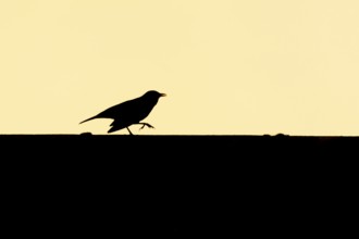 Eurasian blackbird (Turdus merula) silhouette of an adult bird running along an urban house roof at