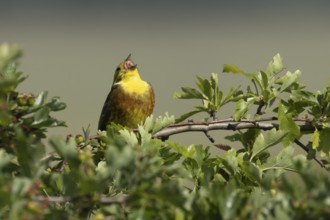 Yellowhammer (Emberiza citrinella) adult male bird singing in a hedgerow in summer, England, United