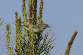 Garden warbler (Sylvia borin) adult bird in a hedgerow with insects for food in its beak in summer,