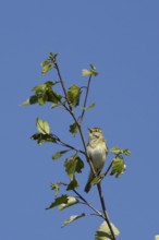 Garden warbler (Sylvia borin) adult male bird singing in a tree in spring, England, United Kingdom