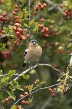Eurasian chaffinch (Fringilla coelebs) adult male bird in a hawthorn hedgerow with red berries in