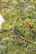Eurasian bullfinch (Pyrrhula pyrrhula) juvenile bird in a hawthorn hedgerow with red berries in