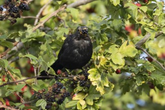 Eurasian blackbird (Turdus merula) adult male bird feeding on a blackberry in a hedgerow in the