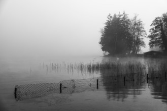 Reeds and fences in foggy Starnberger See, leaves and conifers behind, black and white photo,
