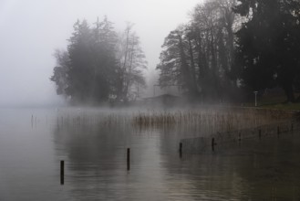 Reeds and fences in foggy Starnberger See, leaves and conifers in the back, Historisches Hotel La