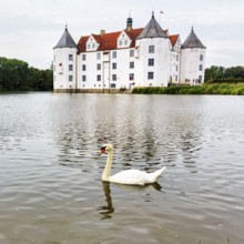 Hocker swan (Cygnus olor) in front of Glücksburg Castle, residential castle, moated castle with