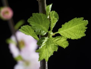 Almond branch with flowers and leaves (Prunus triloba) against a black background