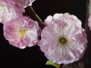 Almond branch with flowers (Prunus triloba) against a black background