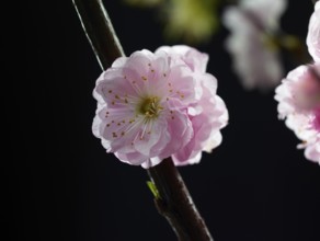 Almond branch with flower (Prunus triloba) against black background