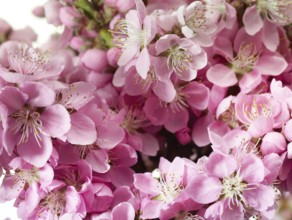 Nectarine flowers (Prunus persica var. nucipersica)