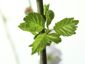 Almond branch with flowers and leaves (Prunus triloba) against white background