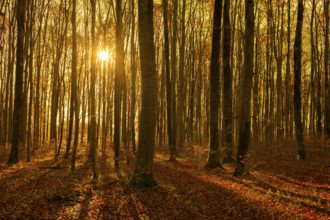 A light beech forest with warm sunset light between the trees, Swabian Jura, Baden-Württemberg,