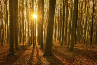 An autumnal beech forest with golden sunlight through the trees and leaves, Swabian Jura,