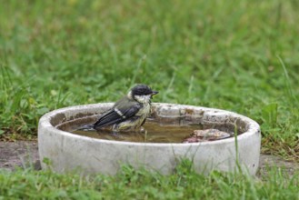 Great tit (Parus major), bird bath, water, bathing, garden, tit with wet feathers