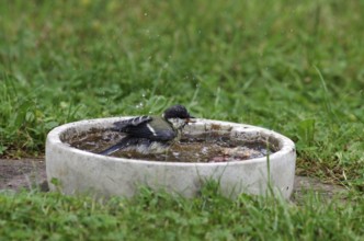 Great tit (Parus major), bird bath, water, bathing, garden, The drops of water fly through the air