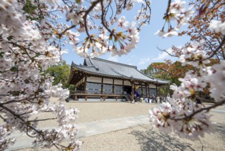 Blooming cherry trees, Kondo main hall of Ninna-ji Temple, Buddhist temple complex, Kyoto, Japan