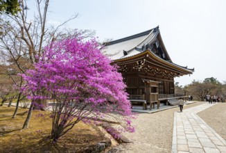Kannondo of Ninna-ji Temple, purple blooming bush in spring, Buddhist temple complex, Kyoto, Japan