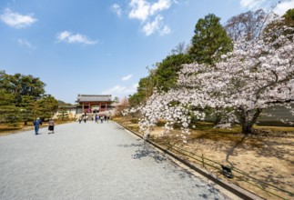 Wide path with blooming cherry tree, leads to the Chumon Gate of Ninna-ji Temple, Buddhist temple