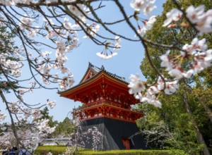 Cherry blossoms and red Shoro bell tower, Ninna-ji temple in spring, Buddhist temple complex,