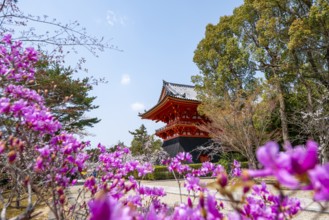 Purple blooming tree in spring with Shoro bell tower, Ninna-ji Temple, Buddhist temple complex,