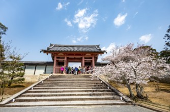 Path with blossoming cherry tree, Chumon Gate of Ninna-ji Temple, Buddhist temple complex, Kyoto,