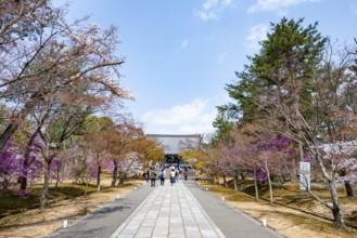 Path lined with blooming trees in spring, Kondo main hall of Ninna-ji Temple, Buddhist temple