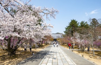 Wide path with blooming cherry trees, Niomon Gate of Ninna-ji Temple in the back, Buddhist temple