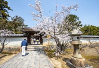 Entrance to Miedo of Ninna-ji Temple, cherry blossom in spring, Buddhist temple complex, Kyoto,