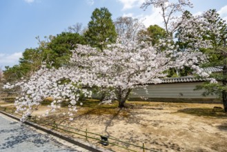 Wide path with blooming cherry tree, Ninna-ji Temple, Buddhist temple complex, Kyoto, Japan